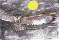 Night of the Owl